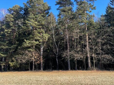 Prodej pozemků na krásném místě - les, pole, louka, ostatní plocha - Svatý Ján nad Malší
