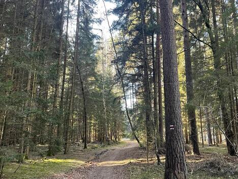 Prodej pozemků na krásném místě - les, pole, louka, ostatní plocha - Svatý Ján nad Malší